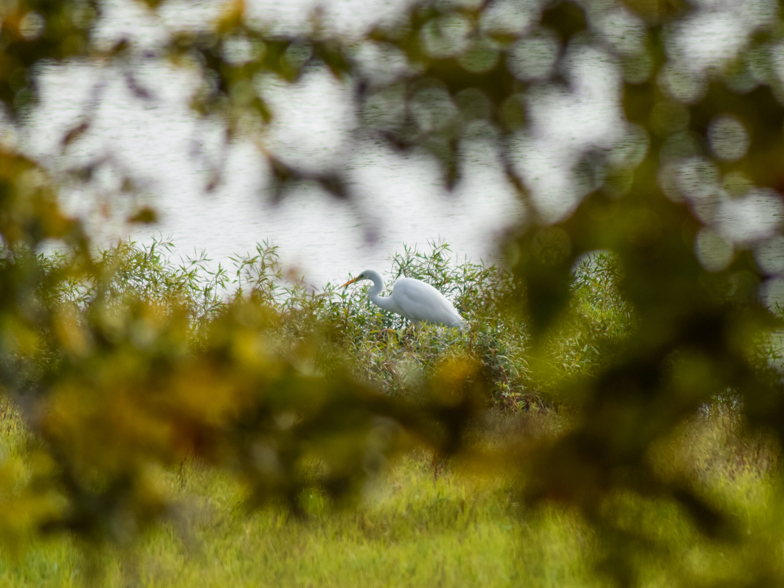 Grande aigrette ©M